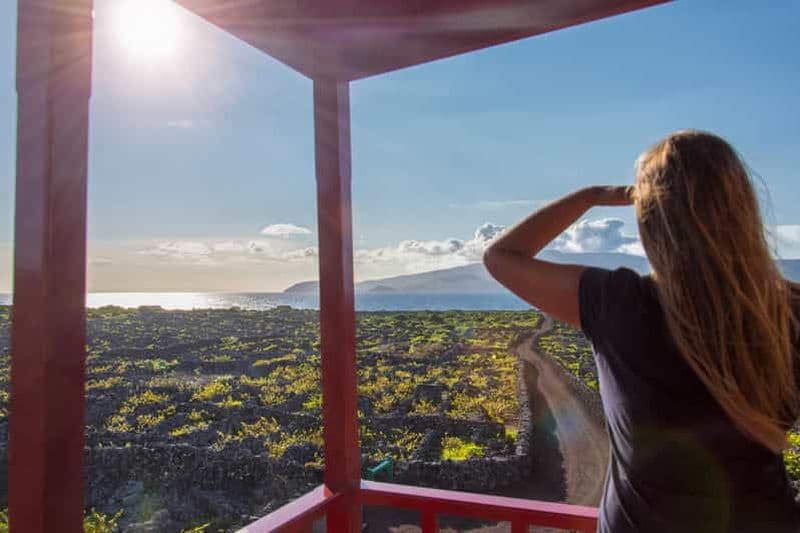 Île de Pico : visite des vignobles et dégustation