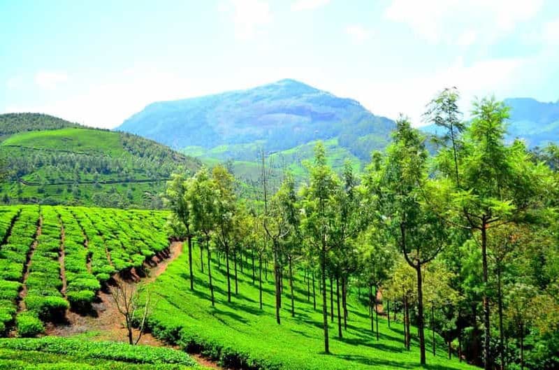 Kochi : Trek dans la forêt de Munnar et vue sur le pic Anamudi - Circuit de 3 jours