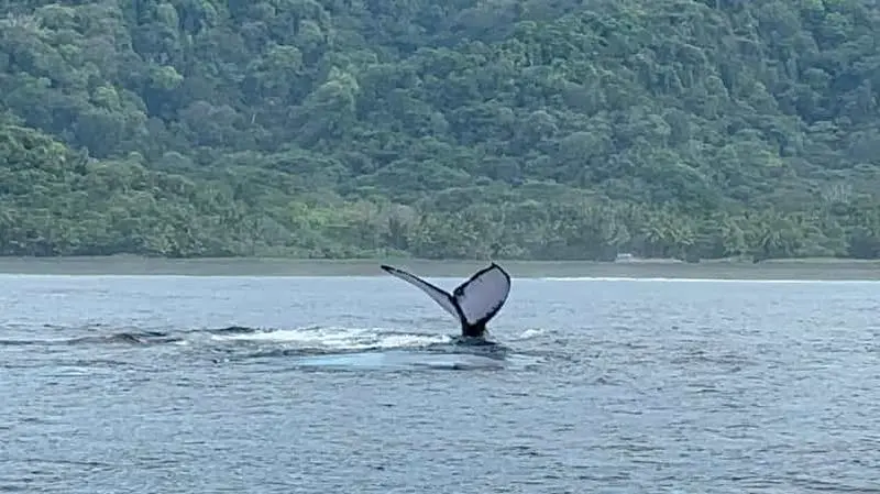 Puerto Jiménez : Observation des dauphins avec arrêt pour la plongée en apnée