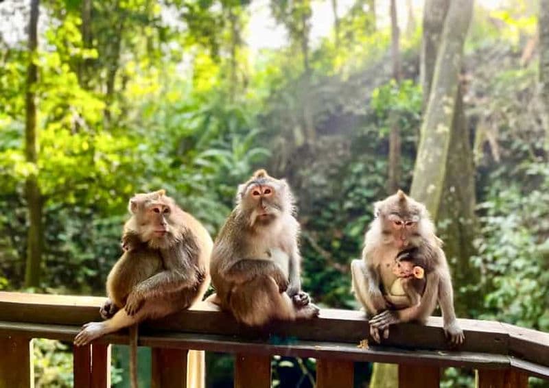 Ubud : Sanctuaire de la forêt des singes et balançoire dans la jungle