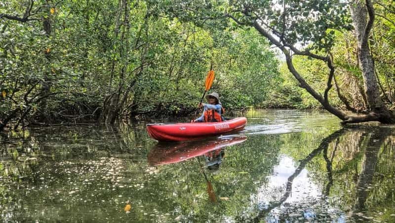 Bohol : tunnels de mangroves durables et parcours en kayak pour observer les lucioles