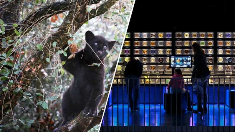 Billet Amsterdam : Artis Royal Zoo & ARTIS-Micropia billet combiné