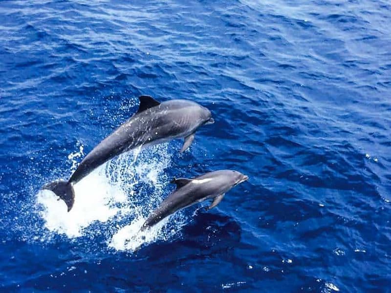 Majorque : croisière d'observation des dauphins