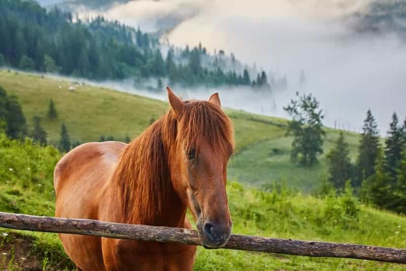 1 journée d'aventure à cheval dans les montagnes Borjomi