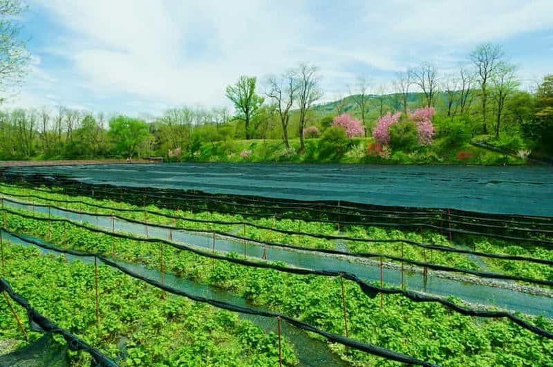 Matsumoto : le château, le miso, le wasabi, le vin et l'ukiyo-e