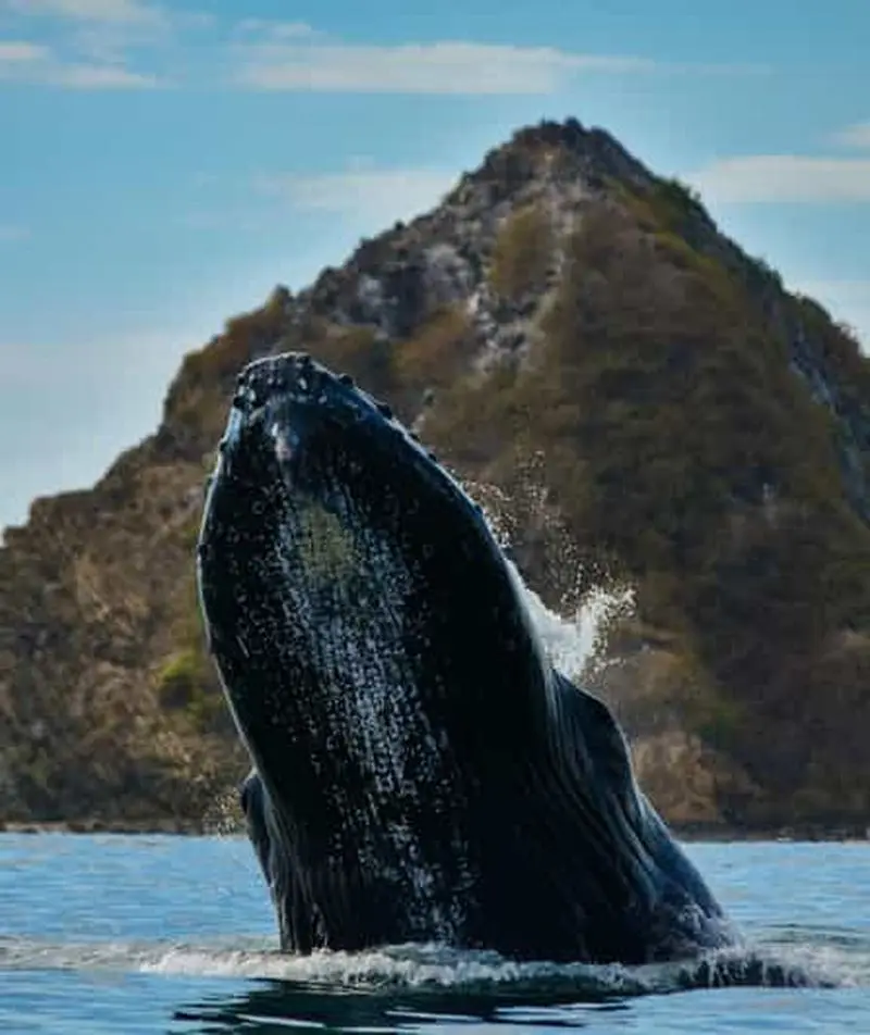 Billet Uvita : excursion en bateau pour observer les baleines et les dauphins avec boissons et collations