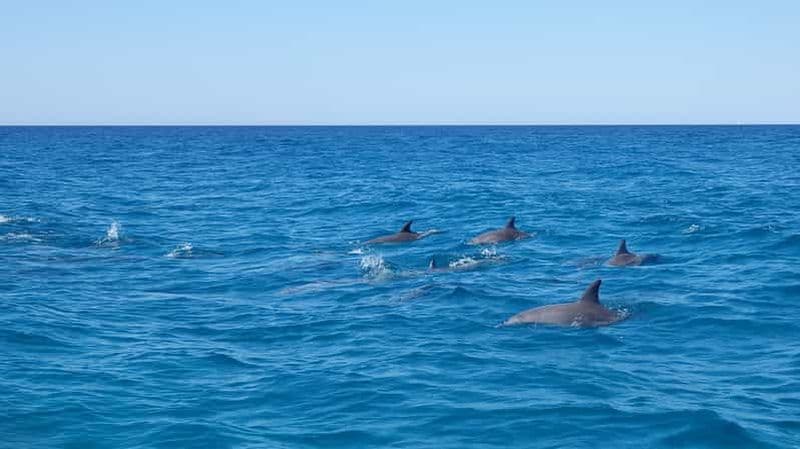 Billet Noosa : Aventure en mer et rencontre avec les dauphins