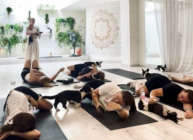 Billet Budapest : Cours de yoga pour chiots