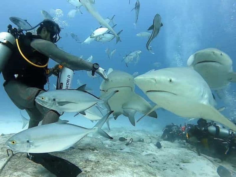 Playa del Carmen : Nourrir les requins taureaux pour les plongeurs certifiés