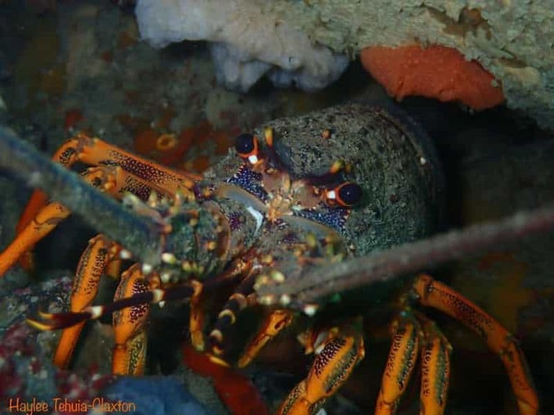 Plongée en double bateau avec équipement