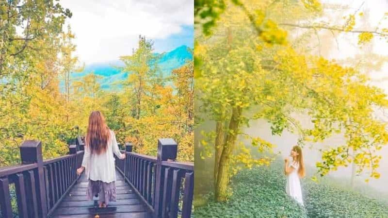 Visite du parc forestier de Xitou en bus touristique à Taïwan {Officiel}