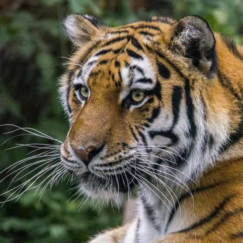 Billet Billet d'entrée au Wilder Institute/zoo de Calgary