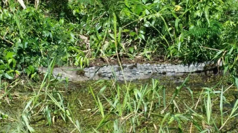 Placencia : sortie en bateau sur la rivière Monkey, randonnée dans la jungle et déjeuner