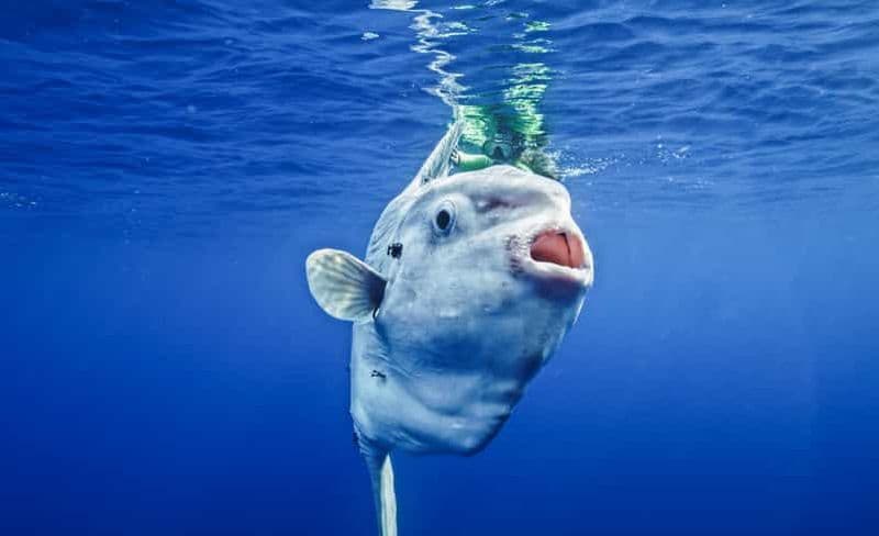 San Diego Ocean Safari : Aventure de plongée avec tuba de 6 heures !