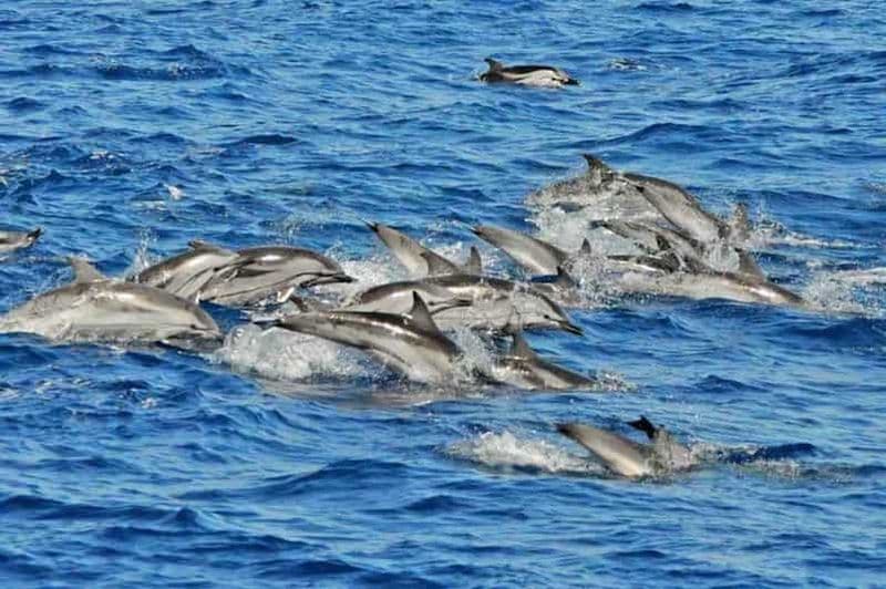 Billet Grande Canarie : Excursion en bateau avec des dauphins et marché le vendredi
