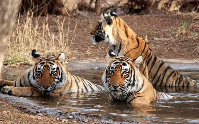 Ranthambore : circuit safari avec deux safaris et hébergement