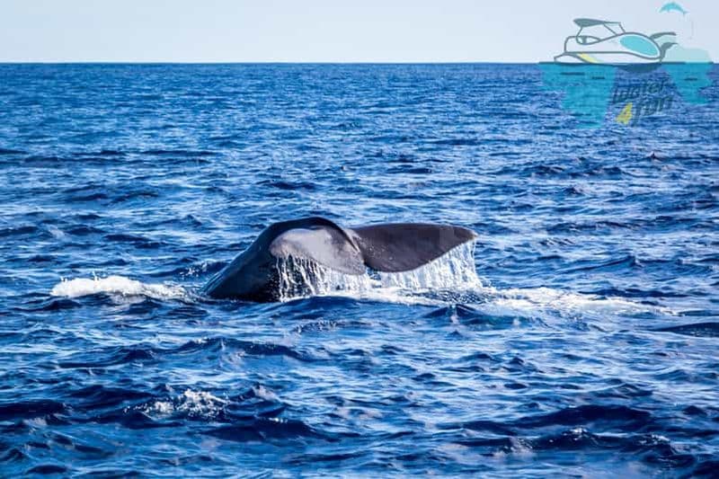 Terceira : Observation des baleines et des dauphins en bateau Zodiac