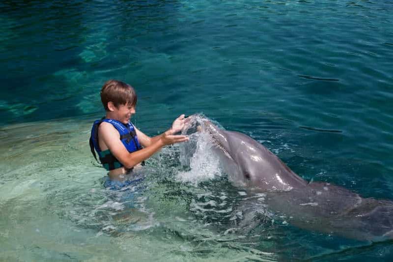 Riviera Maya : expérience de nage avec les dauphins