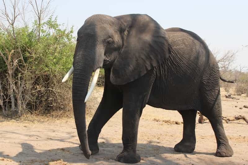 Depuis les chutes Victoria : Safari à Chobe du lever au coucher du soleil