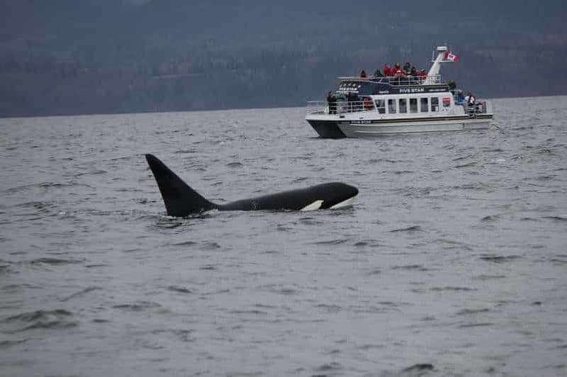 Victoria BC : 3 heures d'excursion en catamaran pour observer les baleines