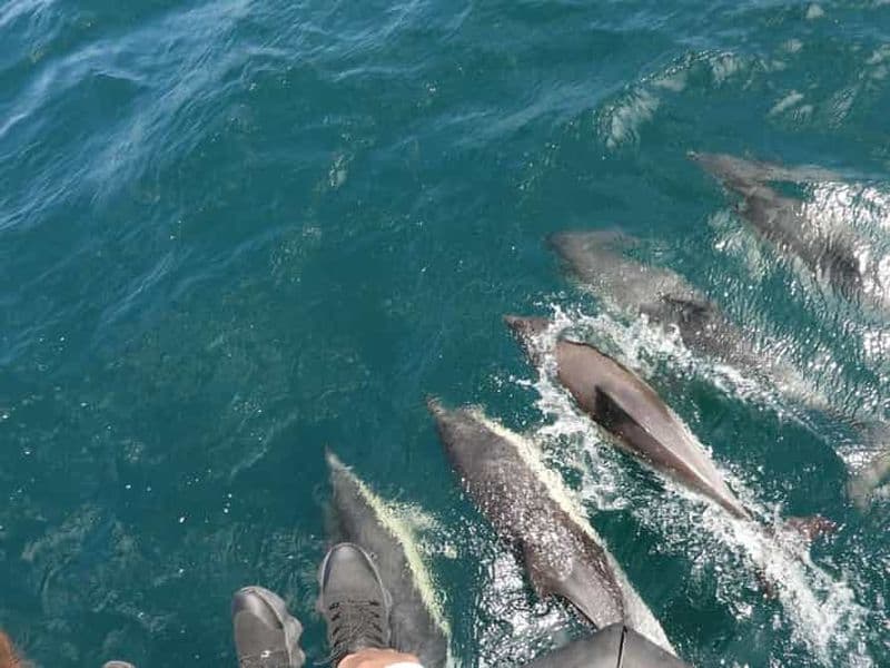 Au départ de Jerez : excursion d'observation des dauphins à Gibraltar avec temps libre