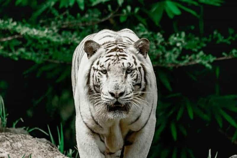 Cebu:Excursion d'une journée au parc d'aventures Cebu Safari