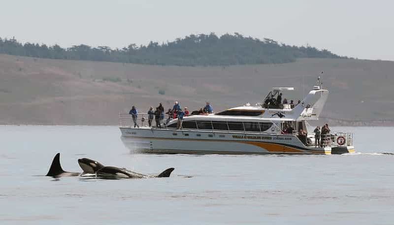 Victoria : visite guidée d'observation de la faune et de la flore en catamaran