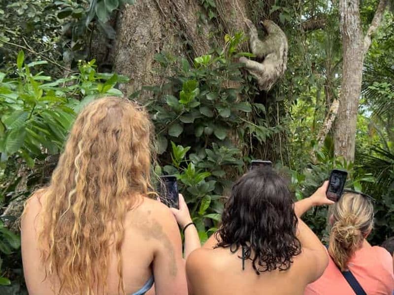 Billet Punta Uva : Excursion en kayak pour les paresseux et la faune