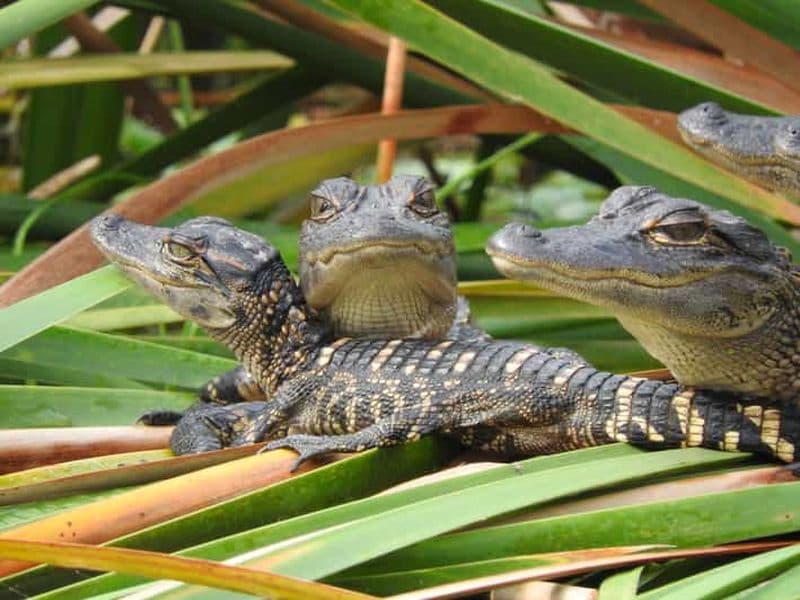 Safari d'une journée dans les Everglades au départ de Fort Lauderdale