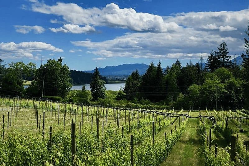 Tournée des vins de qualité supérieure de la vallée de Cowichan