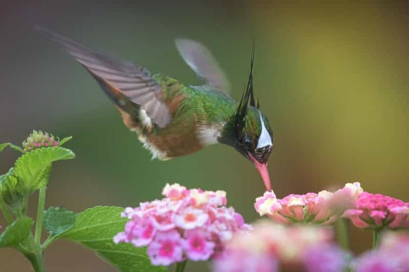 Esquipulas : expérience d'observation des oiseaux à Manuel Antonio
