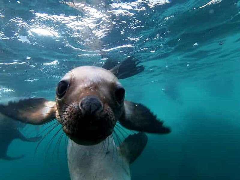 Plongée en apnée avec les lions de mer