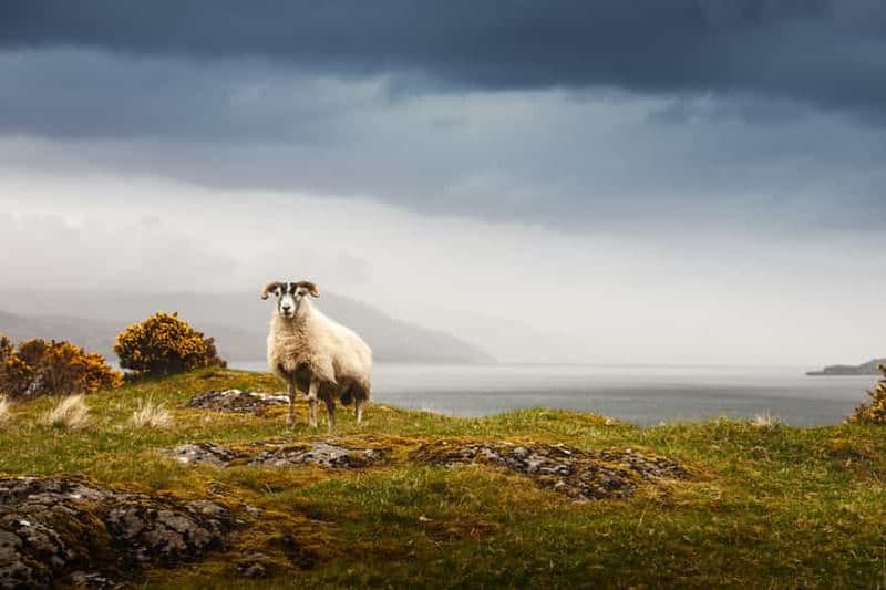 Visite en petit groupe de 3 jours de l'île de Mull et de Iona au départ de Glasgow