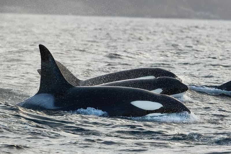 Tromsø : excursion en bateau chauffé pour observer les orques et les baleines
