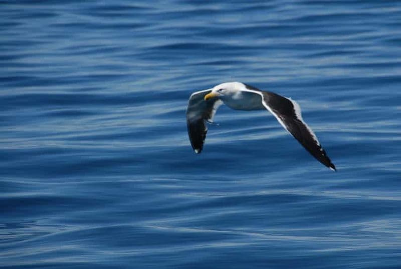 Puerto Madryn : Observation des oiseaux