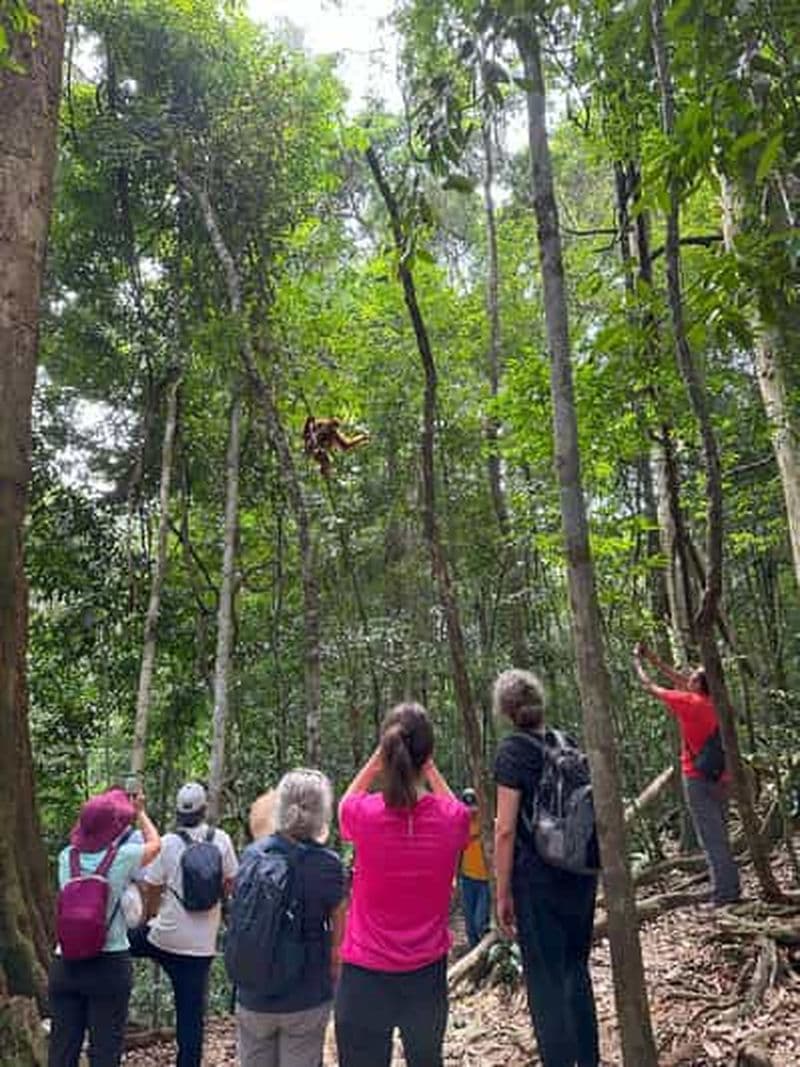 Randonnée éthique de 2 jours et 1 nuit dans la jungle avec des orangs-outans à Bukit Lawang