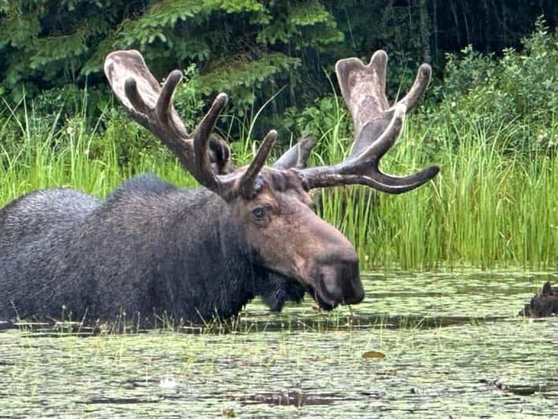 Parc Algonquin : excursion de luxe de 4 jours/3 nuits en canoë et camping