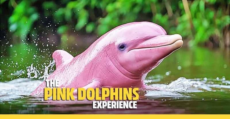 Billet Depuis Koh Samui : Tour en bateau des dauphins roses à Khanom avec déjeuner