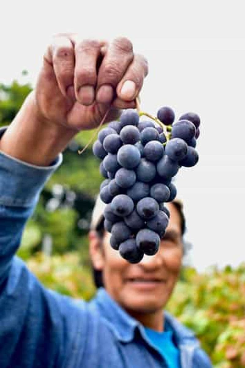 Quito : demi-journée d'excursion dans les vignobles d'altitude et de dégustation de vins