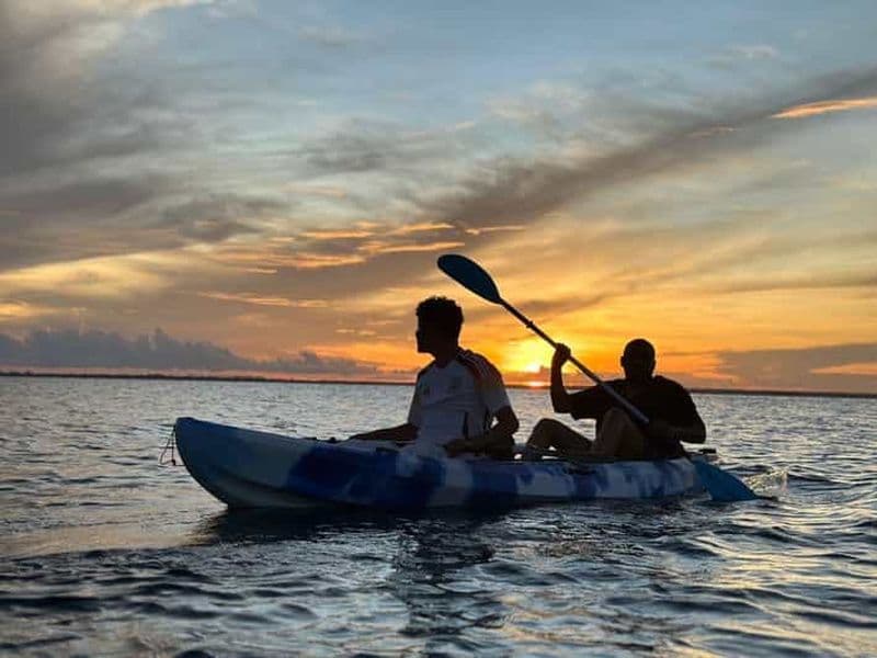 Excursion en kayak dans la mangrove