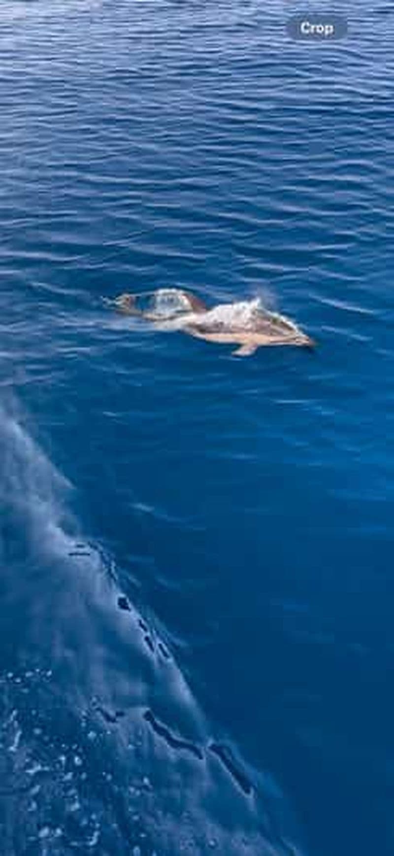 Billet Zadar : excursion matinale d'observation des dauphins à Sveti Filip i Jakov