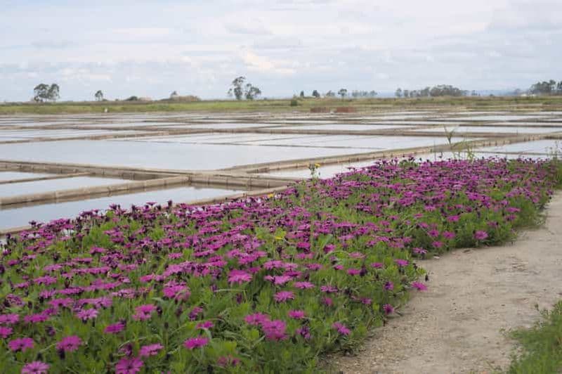 Aveiro : visite guidée à pied avec dégustations