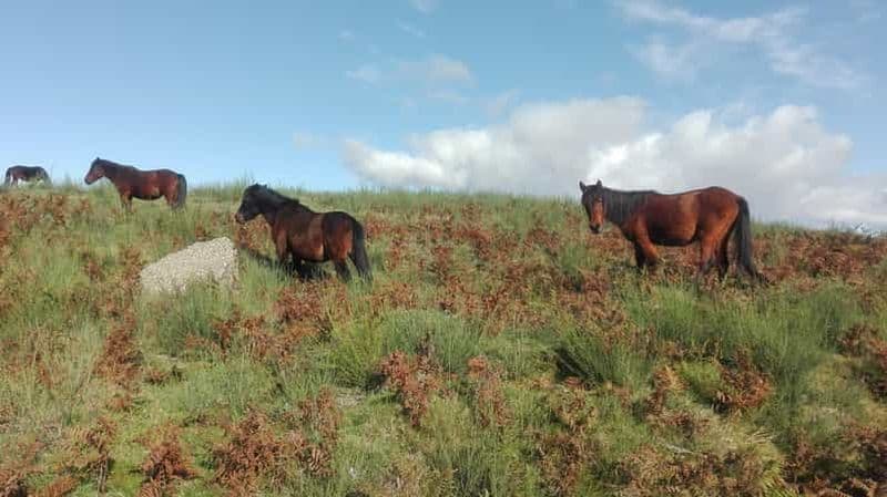Billet Gerês : Visite en 4x4 de la Serra da Cabreira, avec cascades et villages
