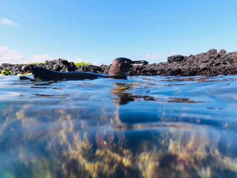 Billet Îlot Tintoreras : pingouins, fous à pieds bleus et tortues de mer