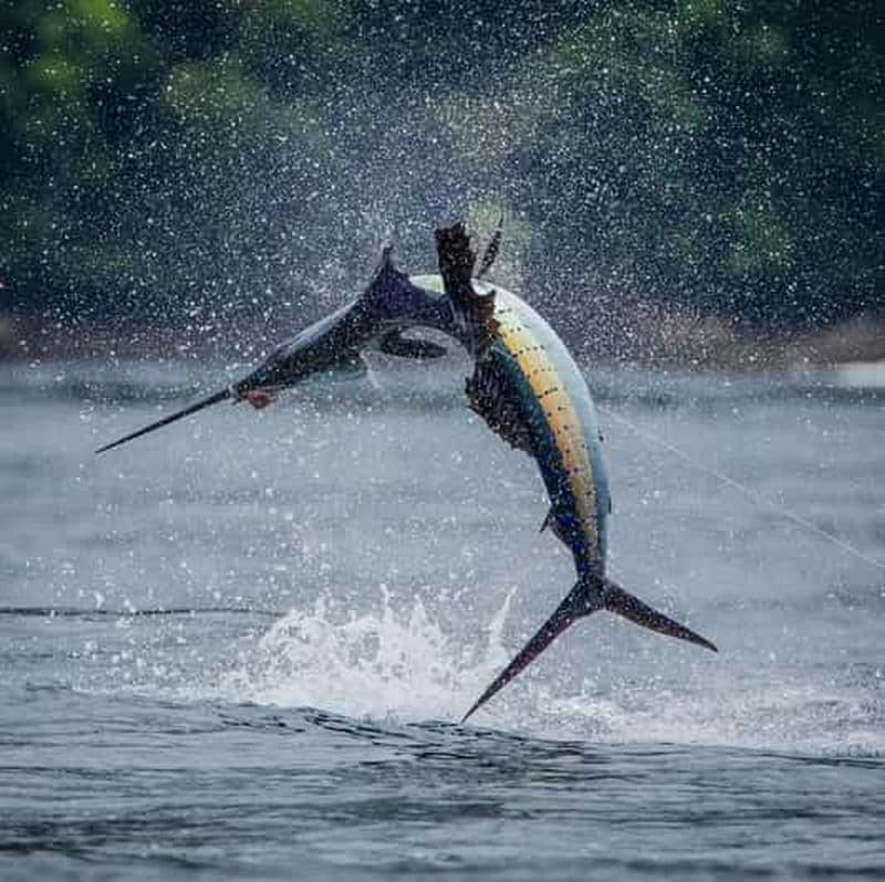 ZANZIBAR GRANDE PÊCHE