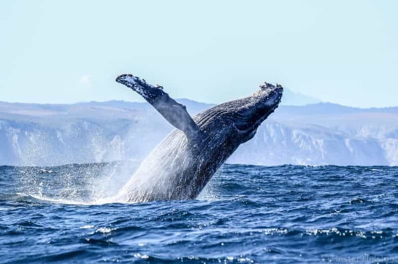 Knysna : Tour en bateau pour observer les baleines de près