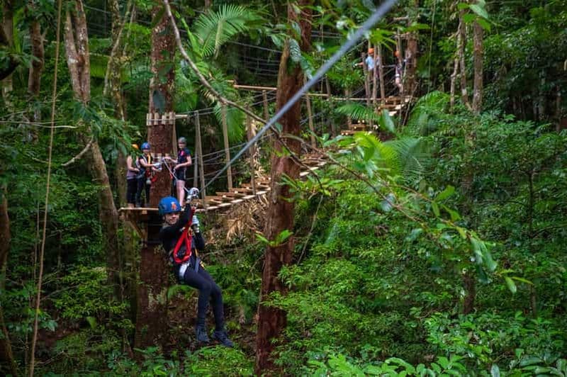 Cairns : Circuit en tyrolienne dans la forêt tropicale de Daintree