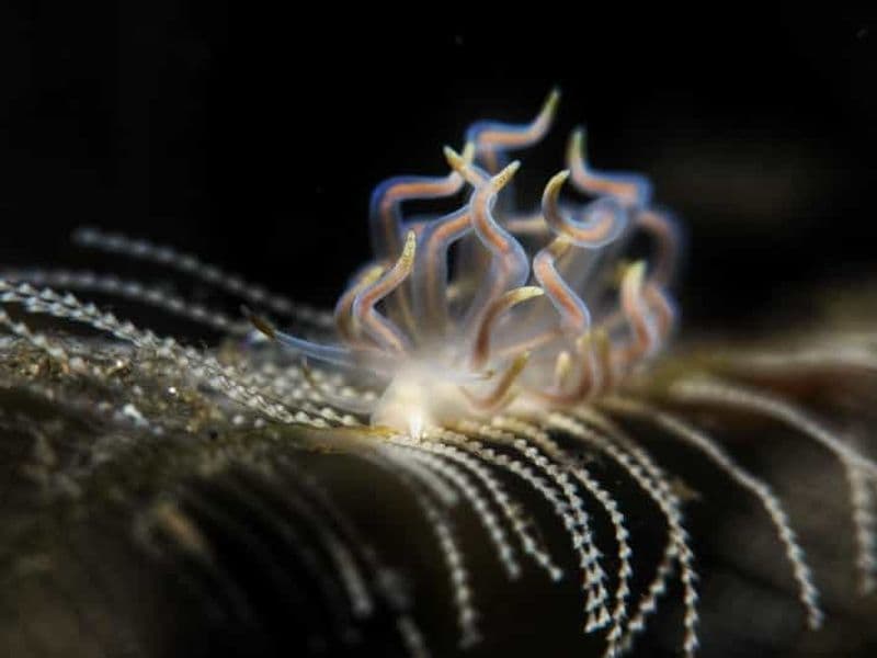 Guide de plongée privé exclusif et photographie sous-marine