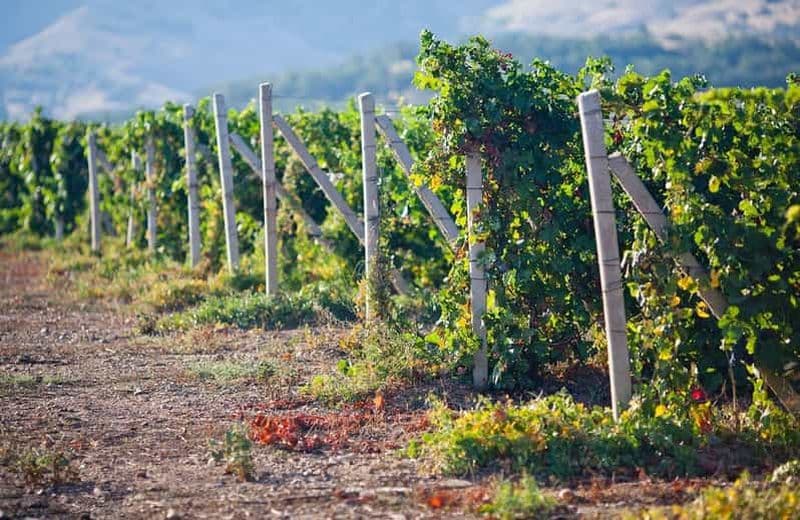 Ica | Huacachina : Vignobles de vin et de pisco | Visite de dégustation
