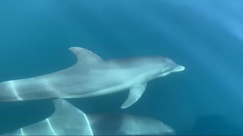Manzanillo : Observation des dauphins et plage de Punta Mona